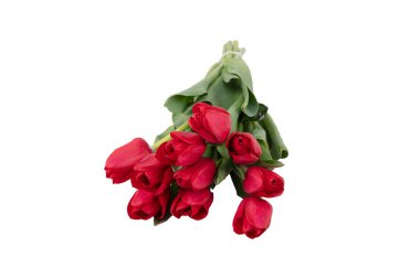 Bir buket kırmızı lale. Beyaz arka planda kırmızı laleler. mevsimlik çiçek konsepti.