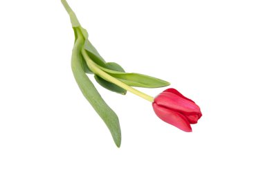 Bir buket kırmızı lale. Beyaz arka planda kırmızı laleler. mevsimlik çiçek konsepti.