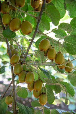 Kivi toplama mevsimi. Kivi ağacı fidanlığında büyük meyve kümeleri olan bir Kivi. Bahçede ağaçlar ve organik meyveler var. Güneş ışığı ve yaprak hareketi.