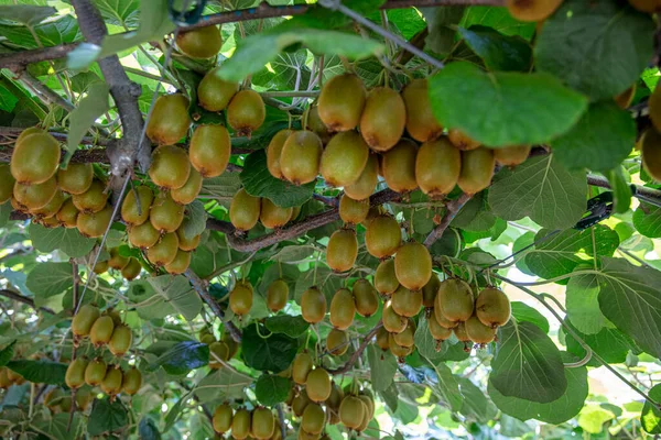 Kiwi picking season. Kiwi on a kiwi tree plantation with with huge clusters of fruits. Garden with trees and organic fruits. Solar light and leaf movement.