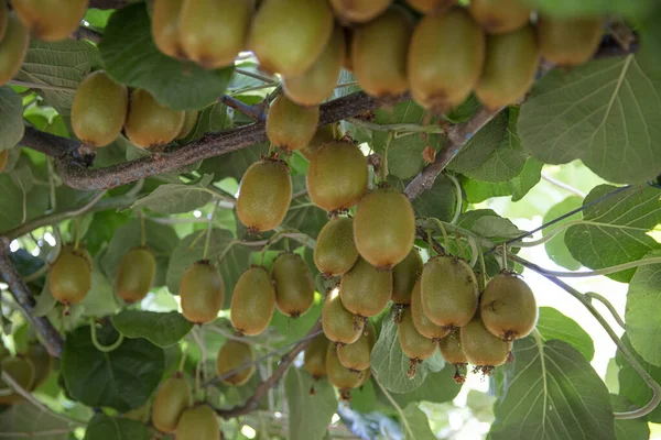 Kiwi picking season. Kiwi on a kiwi tree plantation with with huge clusters of fruits. Garden with trees and organic fruits. Solar light and leaf movement.