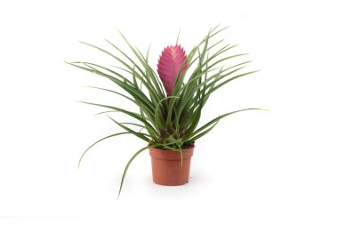 Tillandsia siyanesi, pembe tüy kalem, tencerede hava bitkisi, izole, beyaz arkaplan