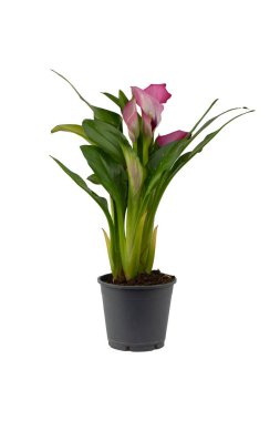 Kala çiçeği. Zantedeschia Kasai tesisin içinde. Zantedeschia yaz çiçeği. Arum zambak. Bahçede çiçekler. Yeşil yapraklar.