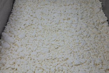 Peynir üretiminde aşama. Peynir kütlesi oluşturuluyor. Peynir taneleri yaklaşık 3 cm boyutunda. Orta boy ürünün dezenfekte edilmesi. Özel küçük ölçekli peynir fabrikası.