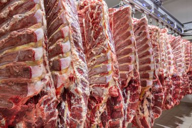 Buzdolabı et endüstrisindeki büyük bir buzdolabında yarım inek parçalarını üst üste dizdim. Sığırlar kesilmiş ve mezbahada asılmış. Helal kesimi.