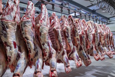 Buzdolabı et endüstrisindeki büyük bir buzdolabında yarım inek parçalarını üst üste dizdim. Sığırlar kesilmiş ve mezbahada asılmış. Helal kesimi.