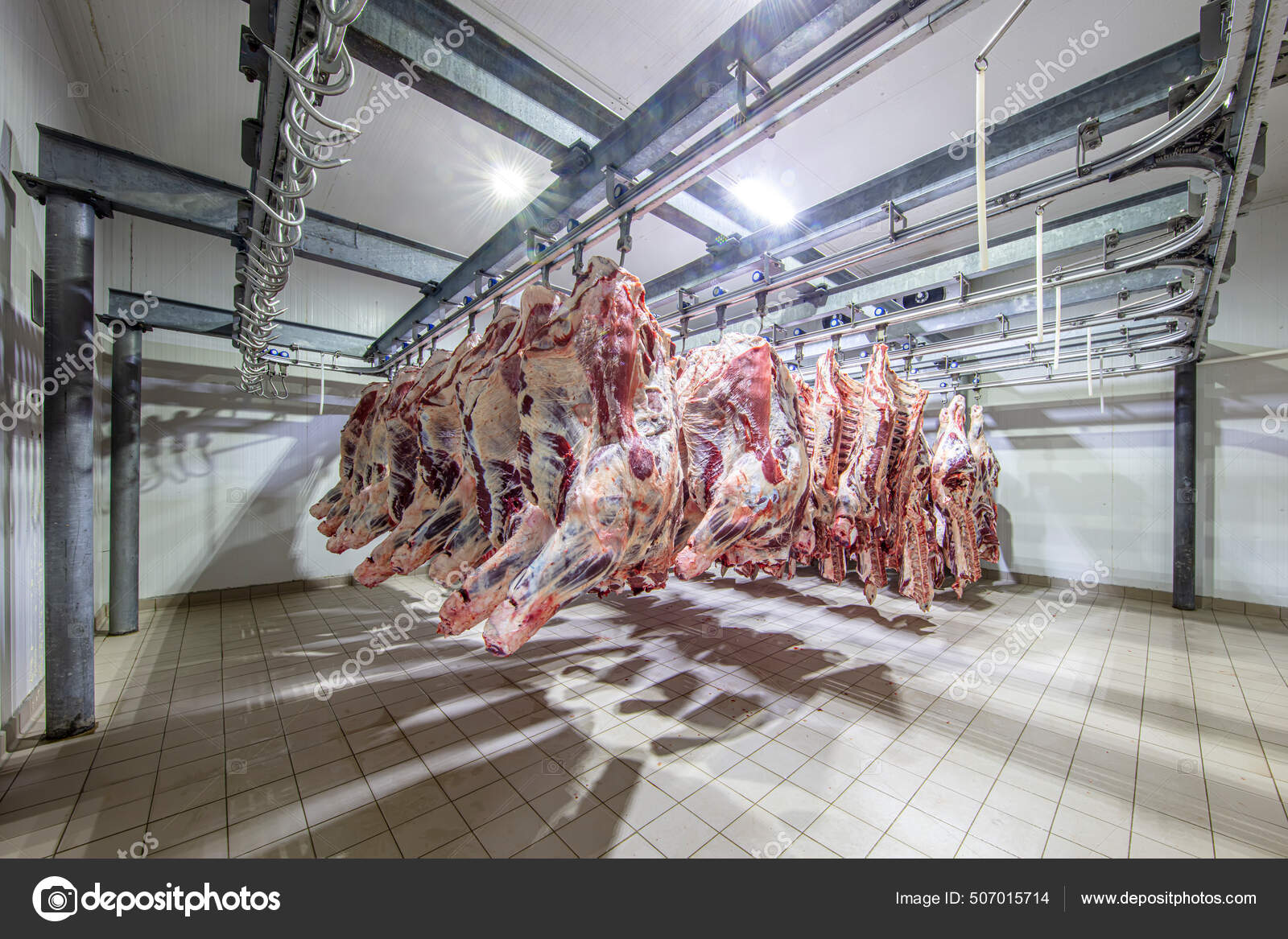 Slaughterhouse Carcasses Raw Meat Beef Hooked Freezer Close Half