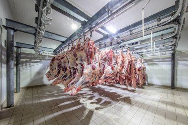 Mezbahada, leşler, çiğ et, dondurucuya bağlı. Buzdolabındaki büyük bir buzdolabında, taze asılmış yarım inek parçalarını sıraya dizin. Et endüstrisinde. Helal kesimi.
