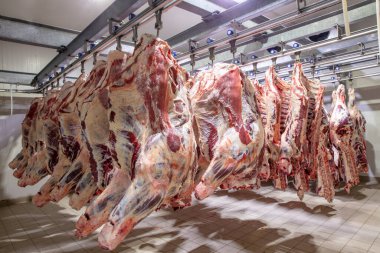 Mezbahada, leşler, çiğ et, dondurucuya bağlı. Buzdolabındaki büyük bir buzdolabında, taze asılmış yarım inek parçalarını sıraya dizin. Et endüstrisinde. Helal kesimi.