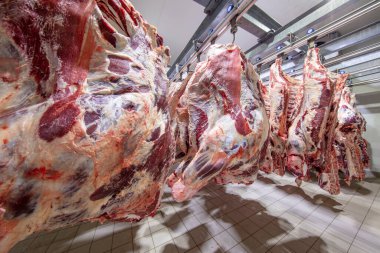 Mezbahada, leşler, çiğ et, dondurucuya bağlı. Buzdolabındaki büyük bir buzdolabında, taze asılmış yarım inek parçalarını sıraya dizin. Et endüstrisinde. Helal kesimi.