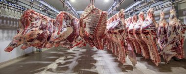 Mezbahada, leşler, çiğ et, dondurucuya bağlı. Buzdolabındaki büyük bir buzdolabında, taze asılmış yarım inek parçalarını sıraya dizin. Et endüstrisinde. Helal kesimi.