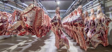 At the slaughterhouse, Carcasses, raw meat beef, hooked in the freezer. Close up of a half cow chunks fresh hung and arranged in a row in a large fridge in the fridge meat industry. Halal cutting. clipart