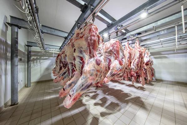 Matadero Cadáveres Carne Cruda Enganchada Congelador Cerca Trozo Media Vaca — Foto de Stock