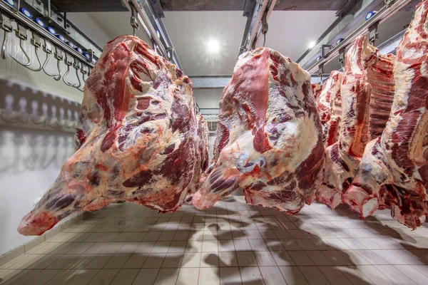 Matadero Cadáveres Carne Cruda Enganchada Congelador Cerca Trozo Media Vaca — Foto de Stock
