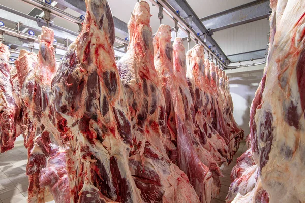 Matadero Cadáveres Carne Cruda Enganchada Congelador Cerca Trozo Media Vaca — Foto de Stock