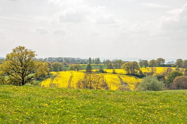 Yellow Fields Canola Springtime — Stock Photo, Image