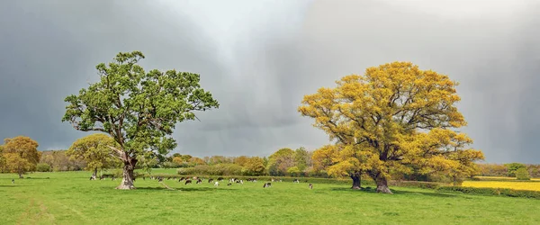 Two oak trees in a stormy field