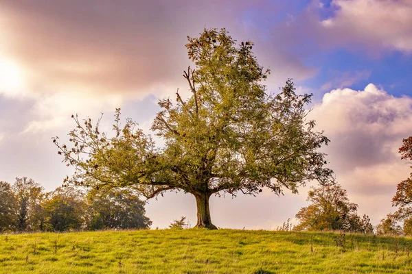 Sunset behind the little tree.