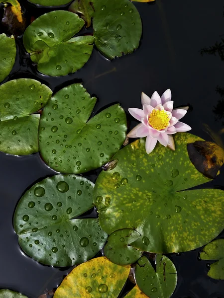 Pink water-lily in pond with vertical perspective — Stock Photo, Image
