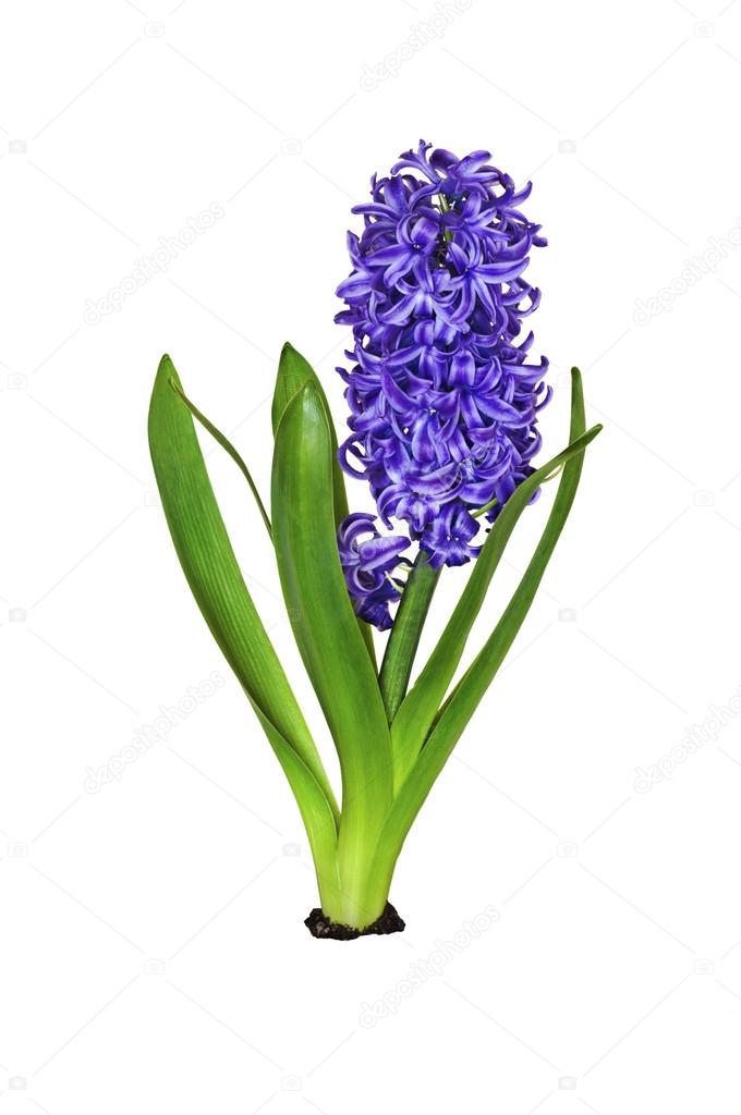 Картинки Цветы Без Фона