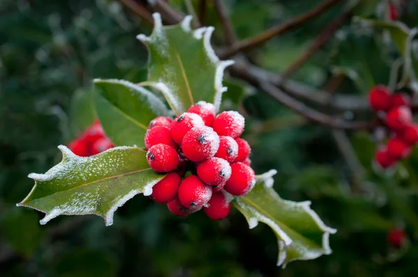 Holly Berry Tree Frozen Closeup Macro View — Stock Photo, Image