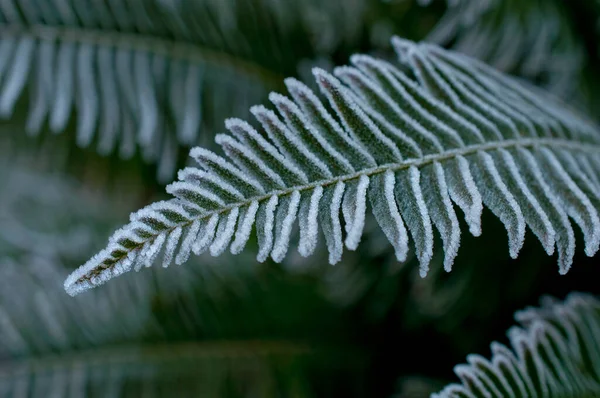 Folhas Samambaia Com Geada Inverno Vista Macro Closeup — Fotografia de Stock