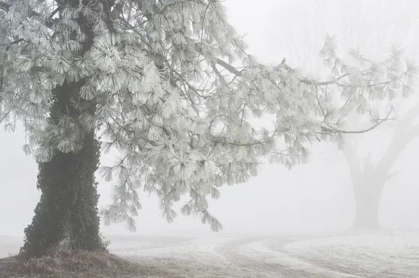 Paesaggio Invernale Pino Nella Nebbia Ghiacciata — Foto Stock