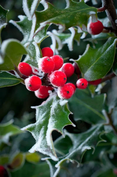 Holly Berry Tree Frosted Closeup Macro View — Stock Photo, Image