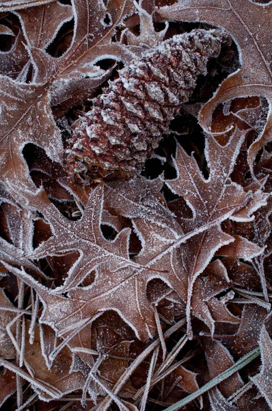 Frosted Leaves Pinecone Macro Closeup View — Stock Photo, Image