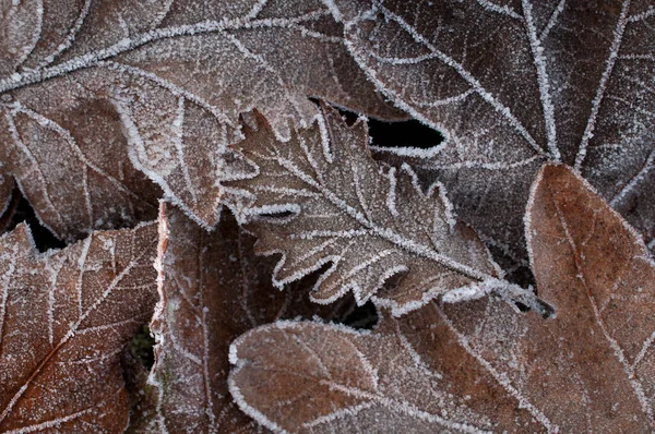 Frosted Leaves Texture Background — Stock Photo, Image