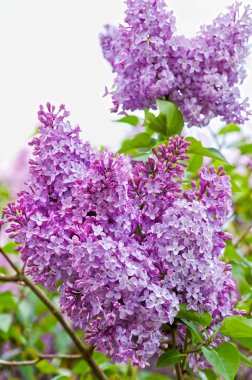 Yakından bakınca açan mor eflatun kümeler.