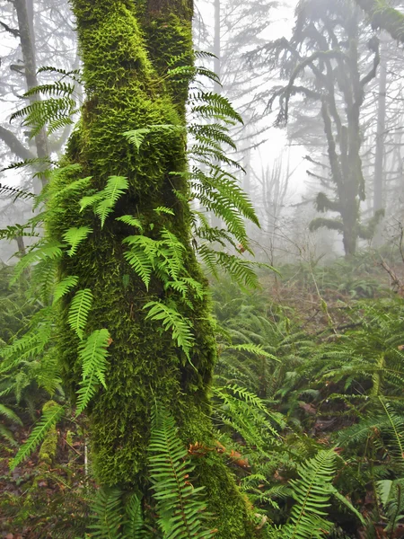 Árvore Mossy com samambaias na floresta nublada Telifsiz Stok Imajlar