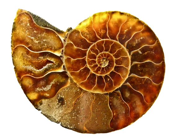 Patrón de espiral dorada en concha de mar de amonita — Foto de Stock