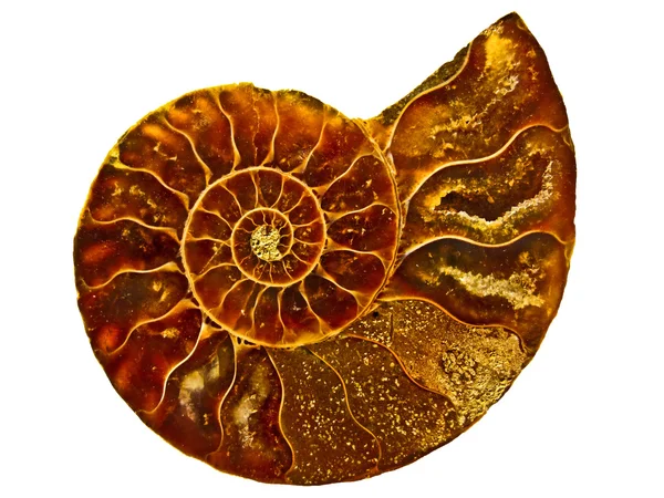 Golden spiral texture inside ammonite sea shell — Stock Photo, Image