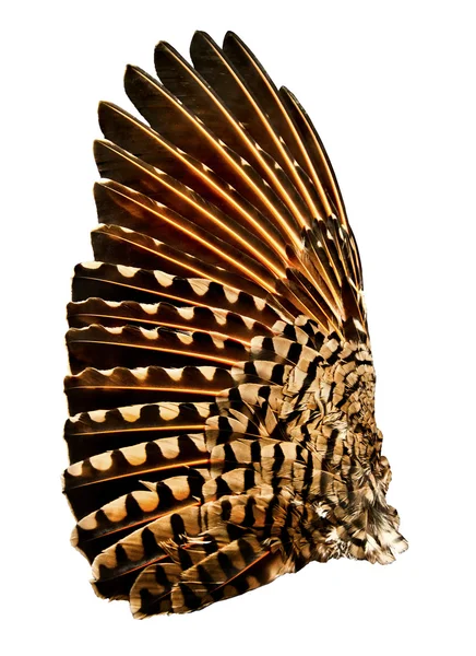 tam bir titreme kuş kanadının