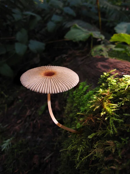Mushroom in dim lit forest
