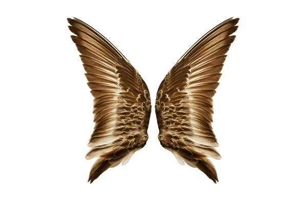 Doğal kuş kanatları Dış görünümden çifti - Stok İmaj