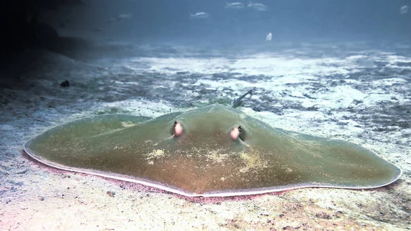 Foto Submarina Una Gran Stingray Desde Buceo Frente Costa Phuket —  Fotos de Stock