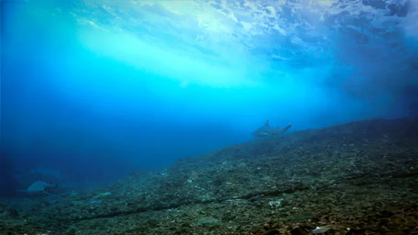 Podwodne Zdjęcie Dzikiego Oceanu Fal Rekinów Płytkiej Wodzie Nurkowania Wyspach — Zdjęcie stockowe