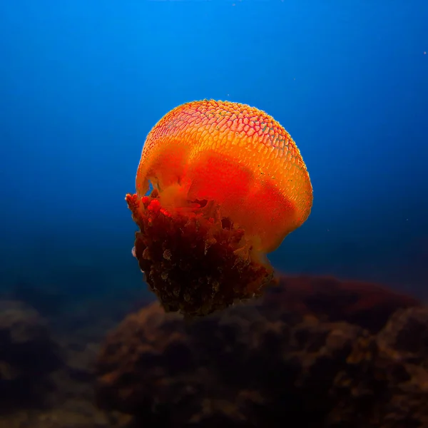 Tayland Phi Phi Adaları Nda Dalış Yapan Bir Denizanasının Sualtı — Stok fotoğraf