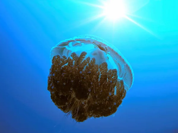 Photo Sous Marine Une Méduses Plongée Sous Marine Autour Des — Photo