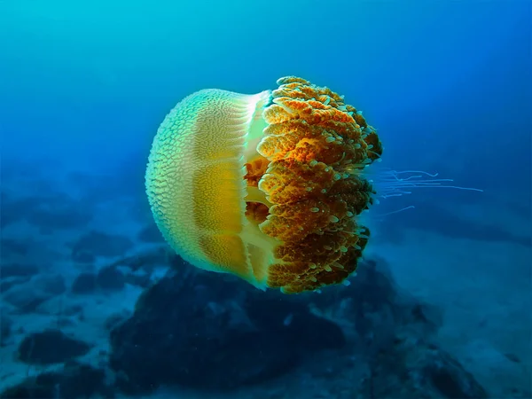 Tayland Phi Phi Adaları Nda Dalış Yapan Bir Denizanasının Sualtı — Stok fotoğraf