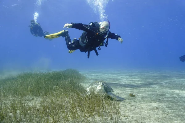 Yeşil kaplumbağa ve dalgıçların sualtı fotoğrafları. Atlantik Okyanusu 'ndaki Tenerife adasının kıyılarından Kanarya Adaları - İspanya