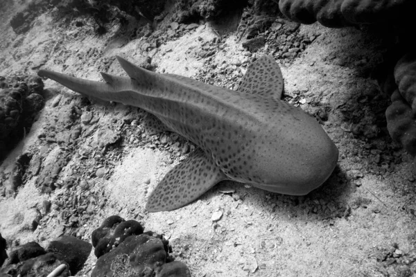 在水下拍了一张豹鲨的照片泰国安达曼海域菲菲群岛海岸外的潜水事件 — 图库照片
