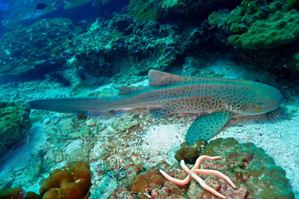 Foto Submarina Tiburón Leopardo Desde Buceo Frente Costa Las Islas —  Fotos de Stock