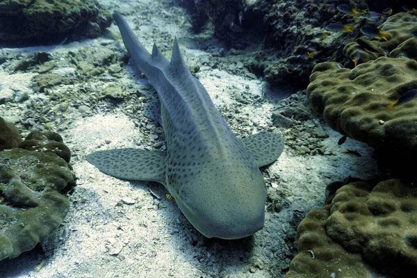 Foto Submarina Tiburón Leopardo Desde Buceo Frente Costa Las Islas —  Fotos de Stock