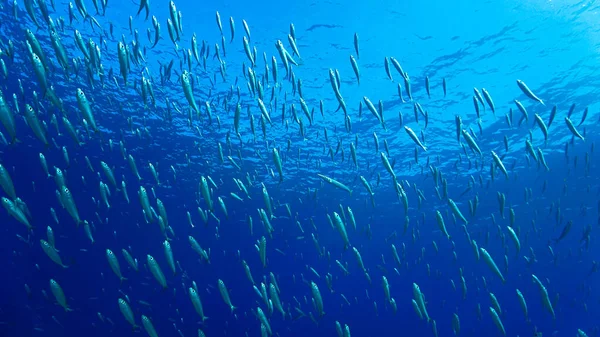 Onderwaterfoto Van Vissen Het Kristalheldere Water Van Atlantische Oceaan — Stockfoto