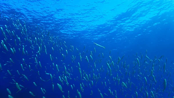 Onderwaterfoto Van Vissen Het Kristalheldere Water Van Atlantische Oceaan — Stockfoto