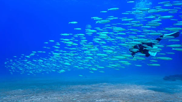 Bela Foto Subaquática Peixes Escolarizados Mergulhador Oceano Atlântico Com Grande — Fotografia de Stock