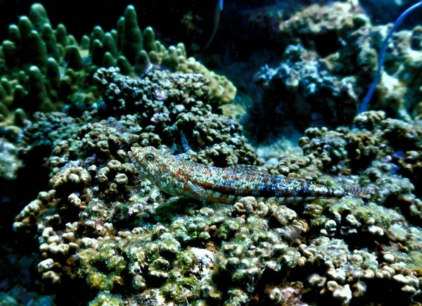 Underwater Photo Lizard Fish Reef Scuba Dive Phi Phi Islands — Stock Photo, Image